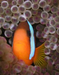 Another nemo I couldnt resist.... Great Barrier Reef, c5060 by Joshua Miles 